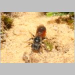 Sphecodes crassus - Blutbiene w001d 4mm - Sandgrube Niedringhaussee-det.jpg